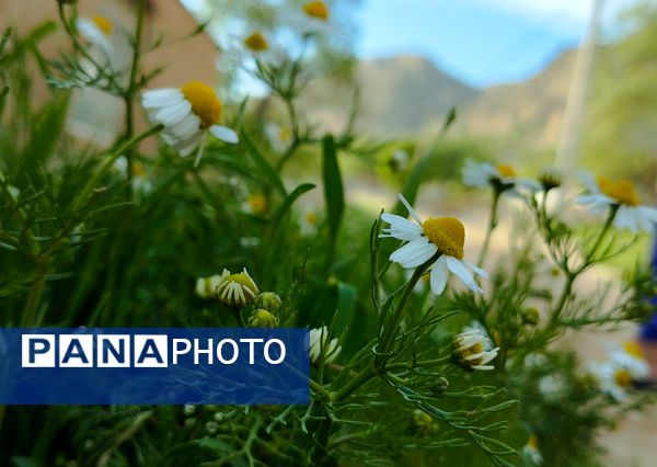 روستای شلیل نگین سرسبزی در دل کوه‌های میانکوه