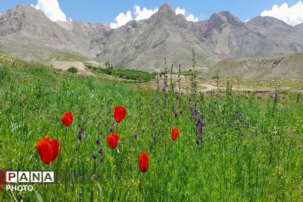 آلبوم تصویری از طبیعت زیبای شهر بار در اردیبهشت‌ماه  ۱۴۰۵ـ۲