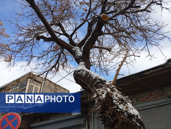 برف میهمان کاشمر شد