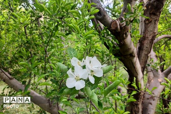 آلبوم تصویری از طبیعت زیبای شهر بار در اردیبهشت‌ماه  ۱۴۰۵ـ۲