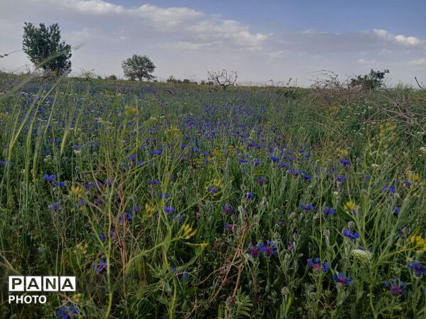 طبیعت چشم نواز روستای دهنو