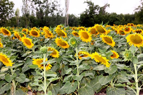 مزرعه آفتابگردان در سلماس