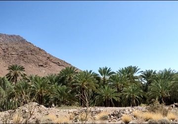 روستای نیزار قلب صادرات خرمای پیارم حاجی‌آباد 