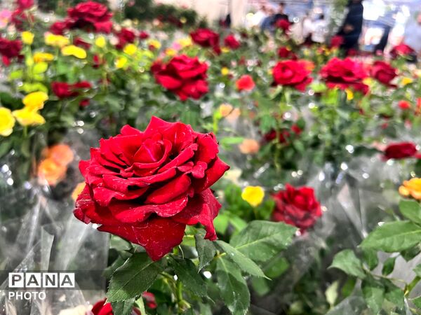 اولین نمایشگاه بهاره گل و گیاه و سوغاتی های محلی در شهرکرد