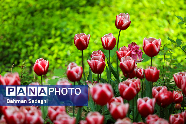 فصل لاله‌ها در بوستان باغ ایرانی