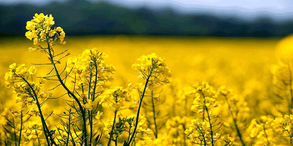 پرداخت ۹۷ درصد مطالبات کلزاکاران