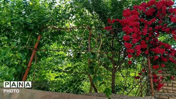 حال و هوای طبیعت در آخرین ماه فصل بهار