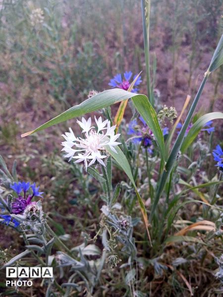 طبیعت چشم نواز روستای دهنو
