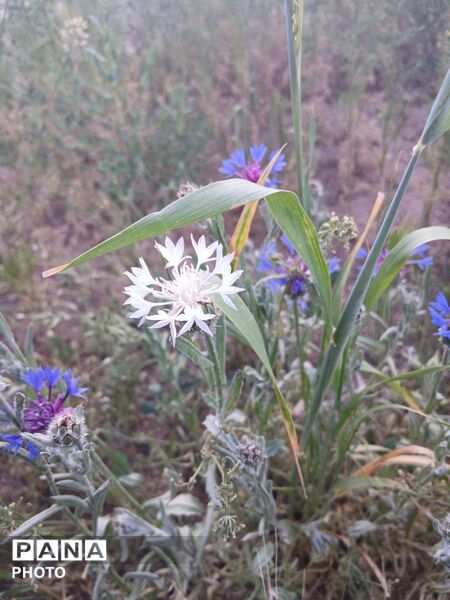 طبیعت چشم نواز روستای دهنو