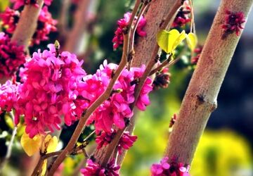بهاری دیگر، قصه‌ای دیگر