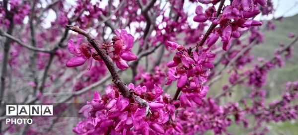 تصاویری دلنشین از طراحی های پروردگار متعال بر روی زمین
