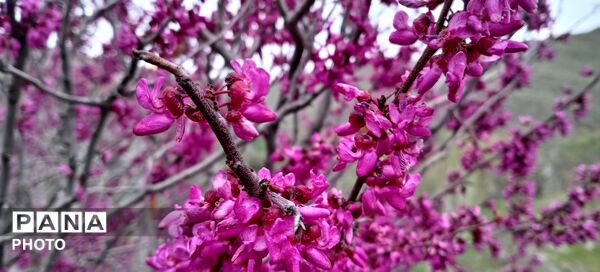 تصاویری دلنشین از طراحی های پروردگار متعال بر روی زمین