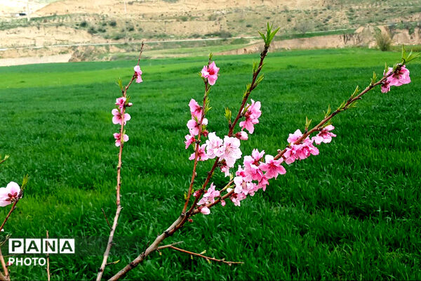 شکوفه‌های بهاری استان خراسان شمالی 