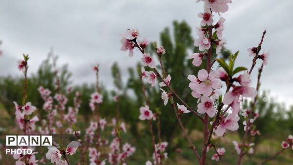 شاخه های درختان فتح آباد،ترانه‌ی شکفتن سرودند