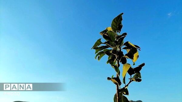 برداشت گیلاس از باغات و تصاویر زیبا از طبیعت سرسبز شهربار 