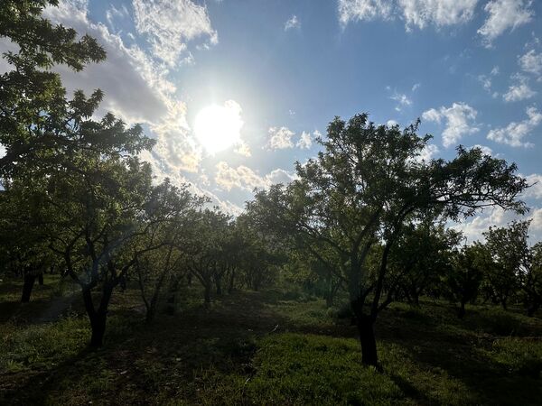 طبیعت هم با آمدن بهار زیبا شد 