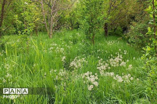 آلبوم تصویری از طبیعت زیبای شهر بار در اردیبهشت‌ماه  ۱۴۰۵ـ۲
