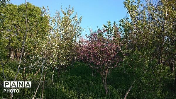 رویش شکوفه ها در روستای کابلی 