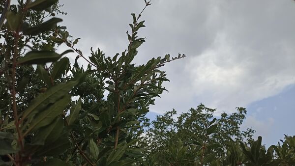 اولین بارش تابستانه در روستای کینک