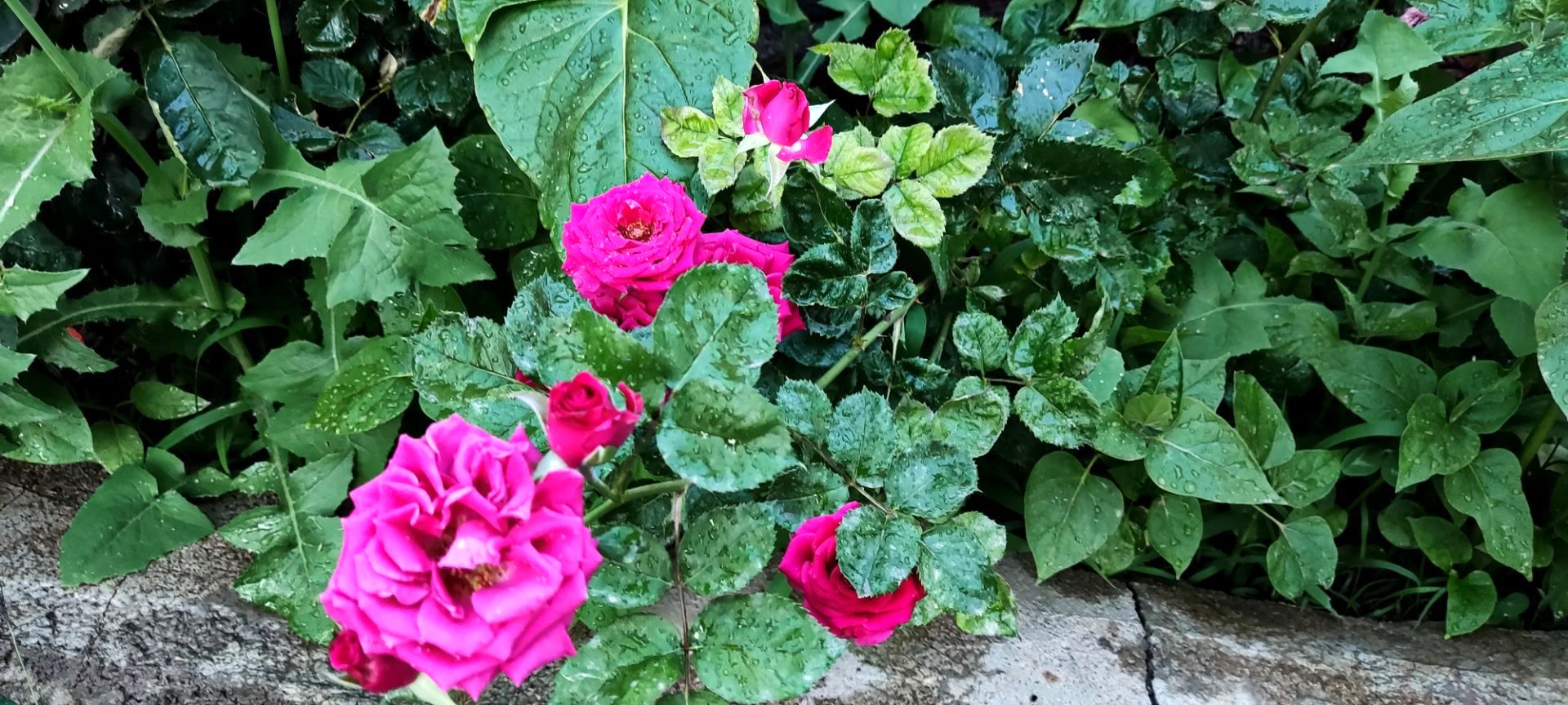  زیبایی های طبیعت باغ های روستای صومعه 
