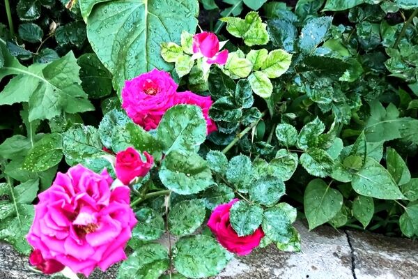  زیبایی های طبیعت باغ های روستای صومعه 