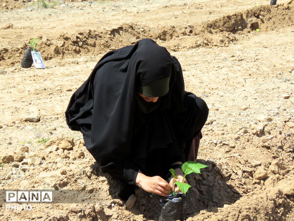 آیین "درخت سرو ایران" در شهرستان خلیل آباد 