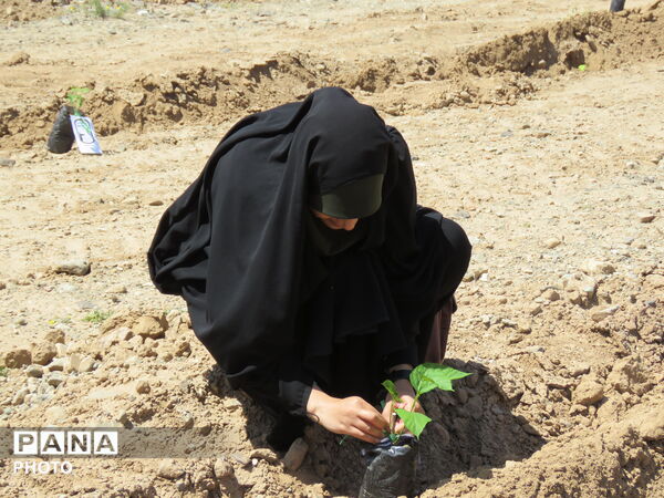 آیین "درخت سرو ایران" در شهرستان خلیل آباد 