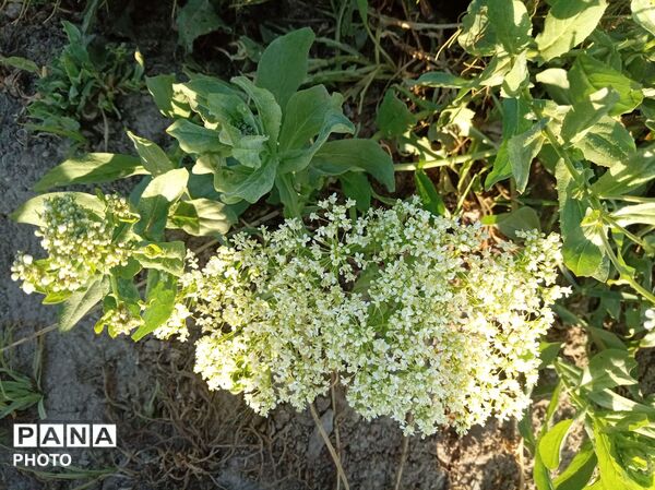 رویش شکوفه ها در روستای فرخ آباد