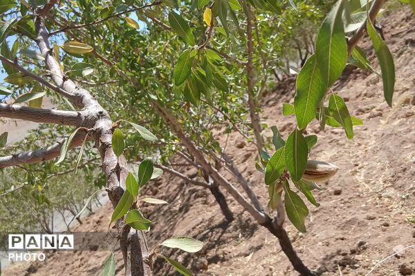دستان پربرکت؛ روایت برداشت محصول در شیراز