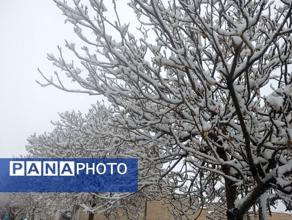 سفید مثل برف