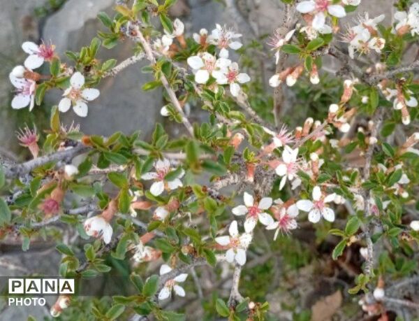 بهار با عطر شکوفه‌ها، دفتری از زندگی تازه می‌گشاید