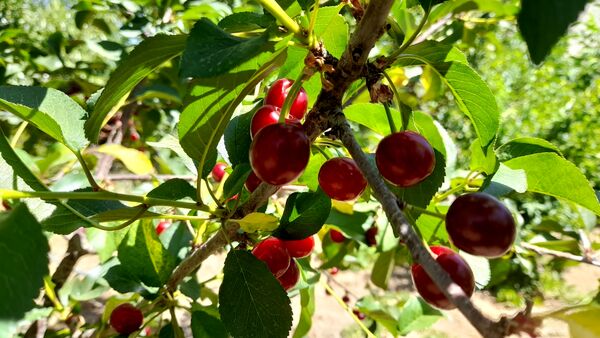 میوه‌های خوش‌رنگ و لعاب بهاری در روستای مارکده