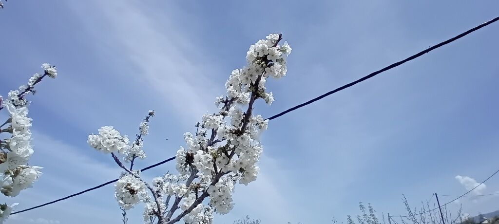 شکوفه‌های بهاری در شهرستان سملقان