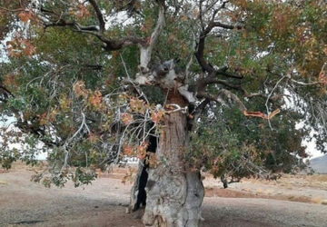 روستای «چنار» از جاذبه‌های گردشگردی آباده