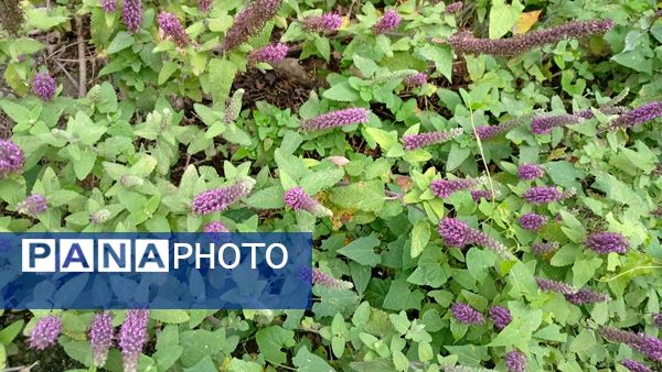 ماسوله، بهشت کوچکی در شمال ایران