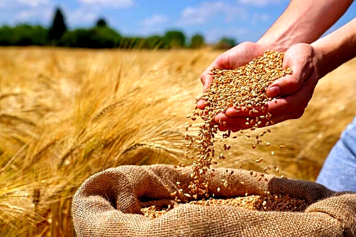 ذخایر استراتژیک گندم به ۶ ماه رسید