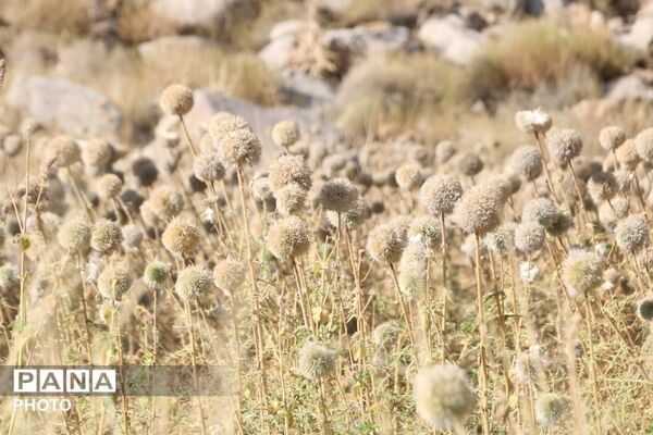 لاسرخ مهریز؛ مقصدی کوهستانی برای طبیعت‌گردان یزد