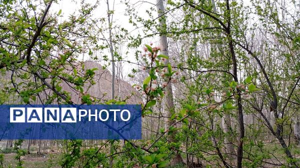 آوای گوش‌نواز بهار در طبیعت شهرستان‌بن