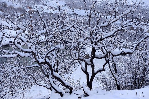 درختان شهر زیبای بار رخت سفید برف برتن کردند