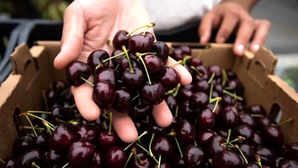 برداشت گیلاس در آذربایجان شرقی