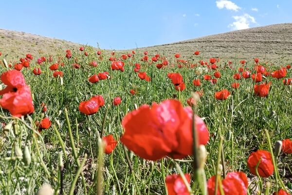 باباکمال؛ نگین سرسبز قلقلرود در قاب تصویر