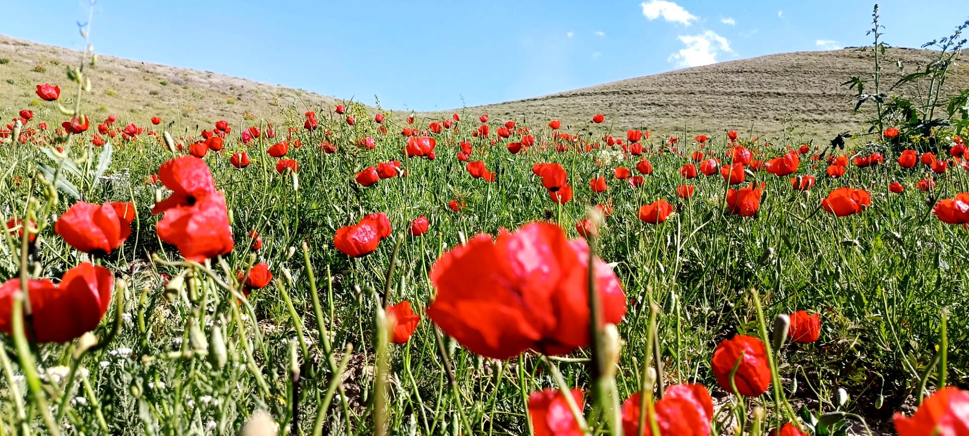 باباکمال؛ نگین سرسبز قلقلرود در قاب تصویر