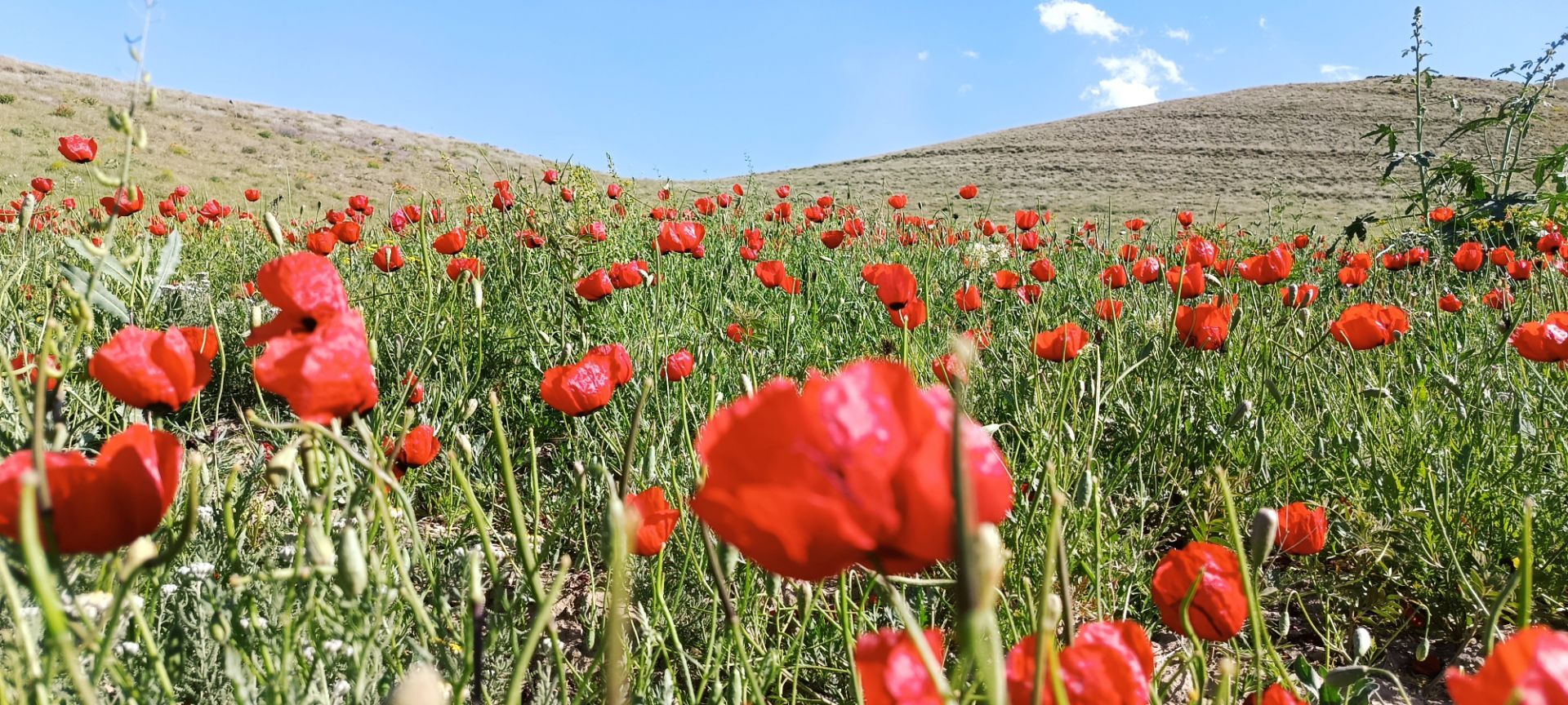 باباکمال؛ نگین سرسبز قلقلرود در قاب تصویر