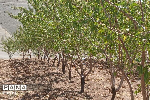 دستان پربرکت؛ روایت برداشت محصول در شیراز