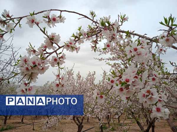 شکوفه‌ درختان، آمدن بهار را مژده می‌‌دهند