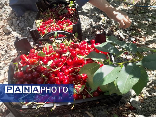 میوه‌های خوش‌رنگ و لعاب بهاری در روستای مارکده