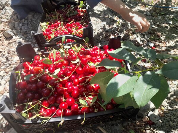 میوه‌های خوش‌رنگ و لعاب بهاری در روستای مارکده