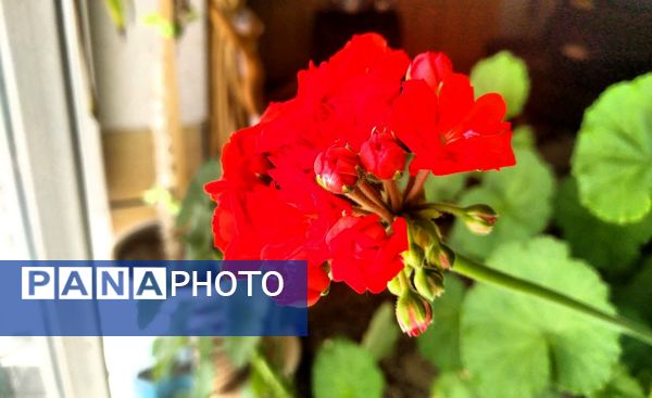 فصل بهار؛ آغاز پادشاهی سبزه و گل‌ها بر شهرستان بروجن