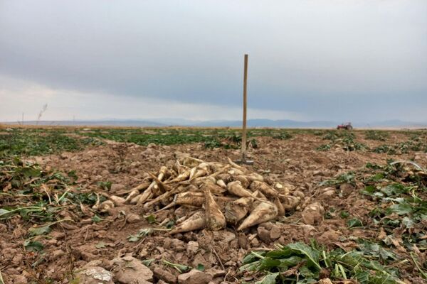 برداشت چغندرقند در روستای مفرنقا