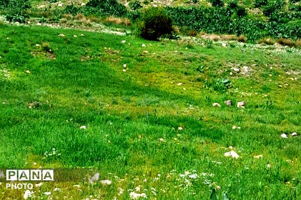کوه های شهر بار ذخیره‌گاه گیاهان ارزشمند و کم نظیر دارویی 